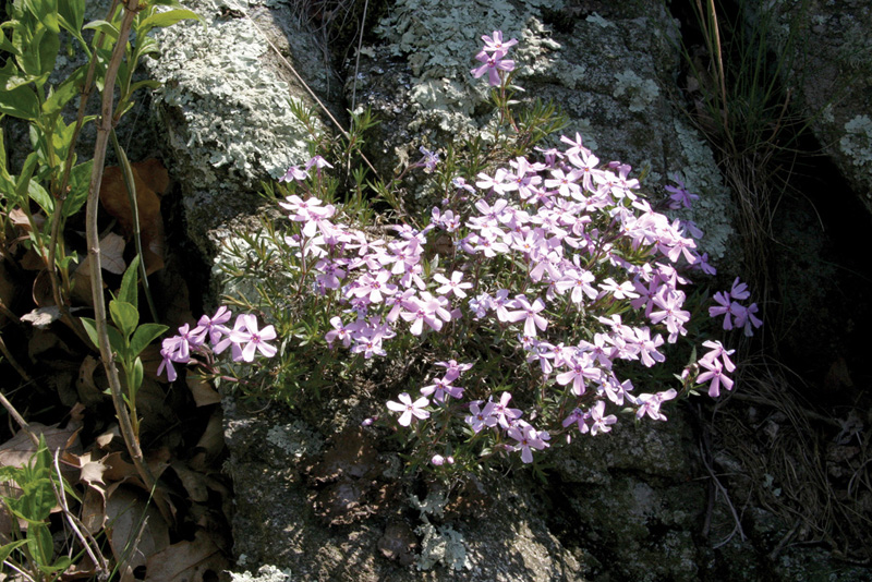 Wild Flowers in Shenandoah National Park Shenandoah National Park